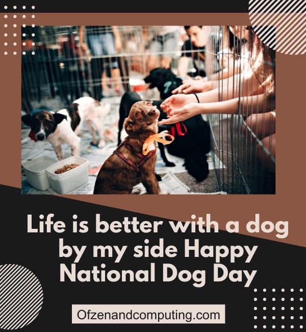 Instagram Captions For National Dog Day (2025)