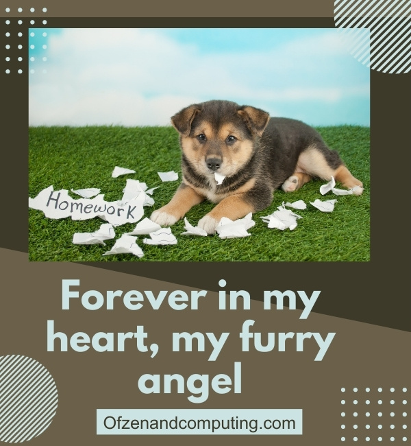 Dog Died Instagram Captions (2025)
