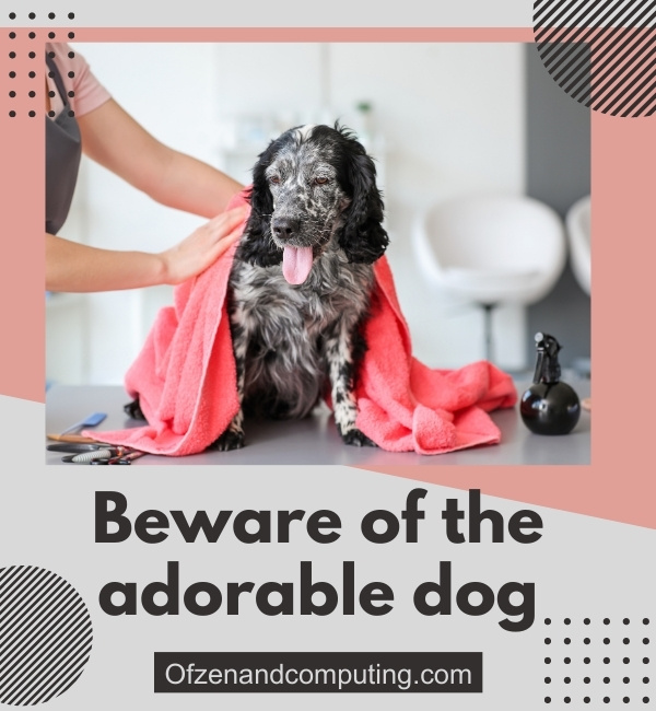 Dog Halloween Captions For Instagram (2025)