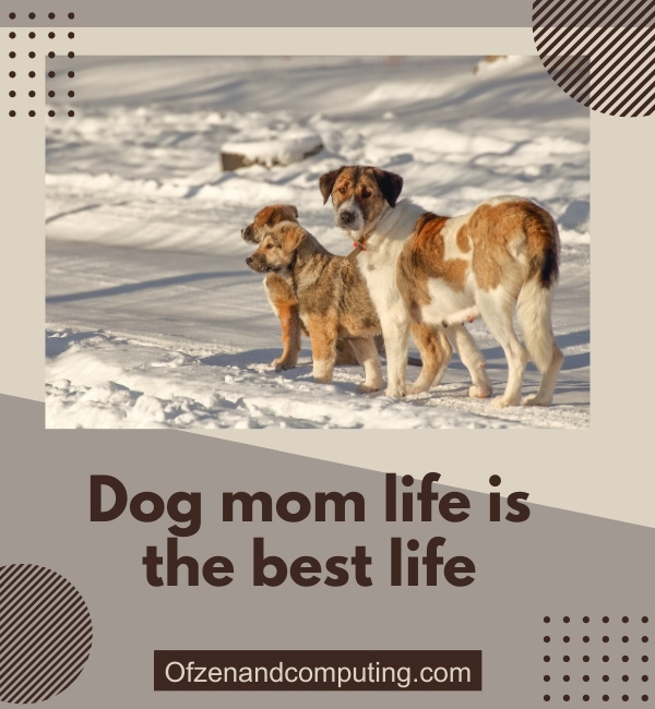 Dog Mom Captions For Instagram (2025)