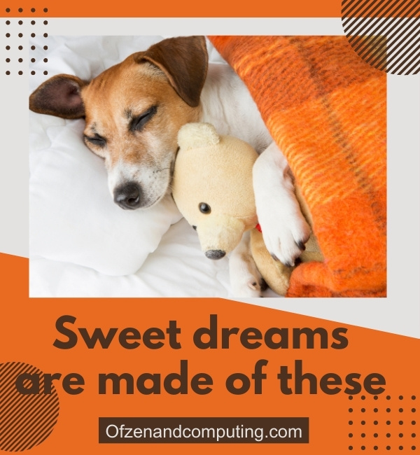 Sleeping Dog Captions For Instagram (2025)