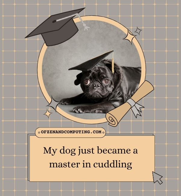 Dog Graduation Captions For Instagram (2025)