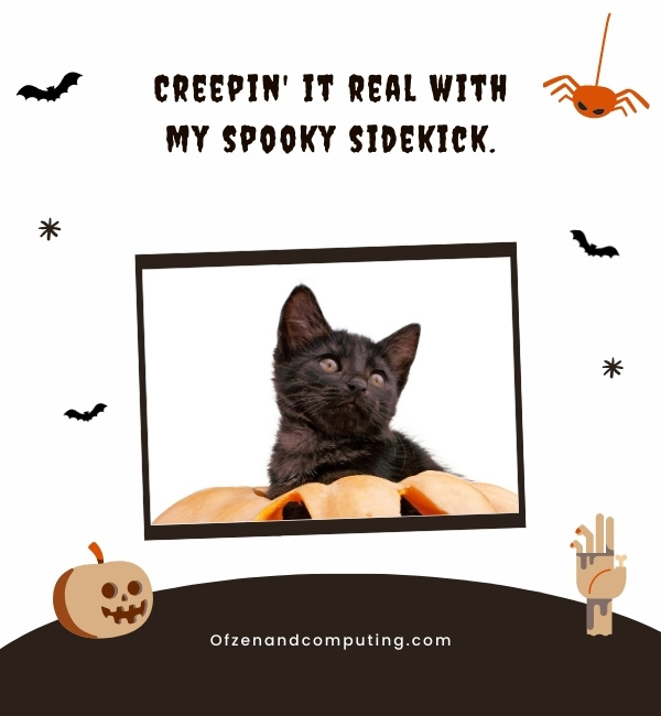 Cat Halloween Captions For Instagram (2025)