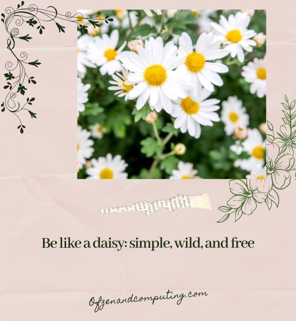 Daisy Flower Captions For Instagram (2025) 