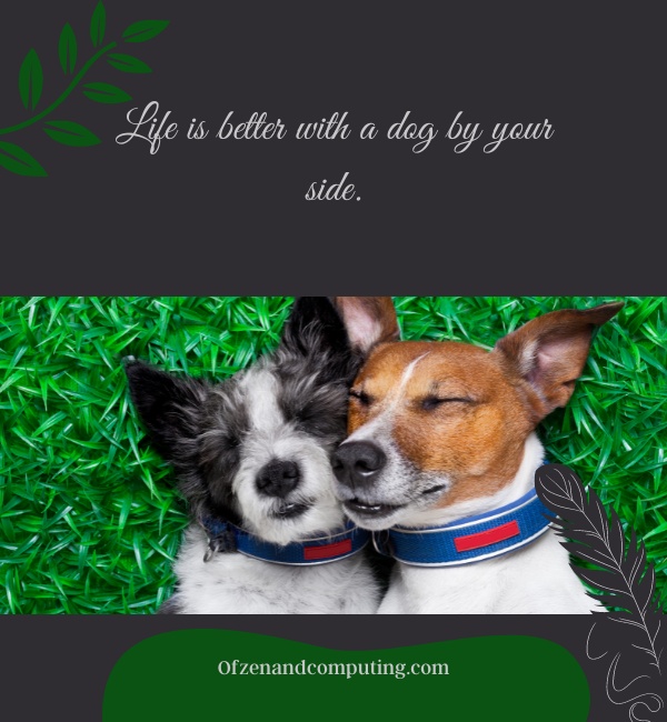 Dog Best Friend Captions For Instagram (2025)