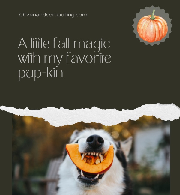 Dog Pumpkin Patch Captions For Instagram (2025)