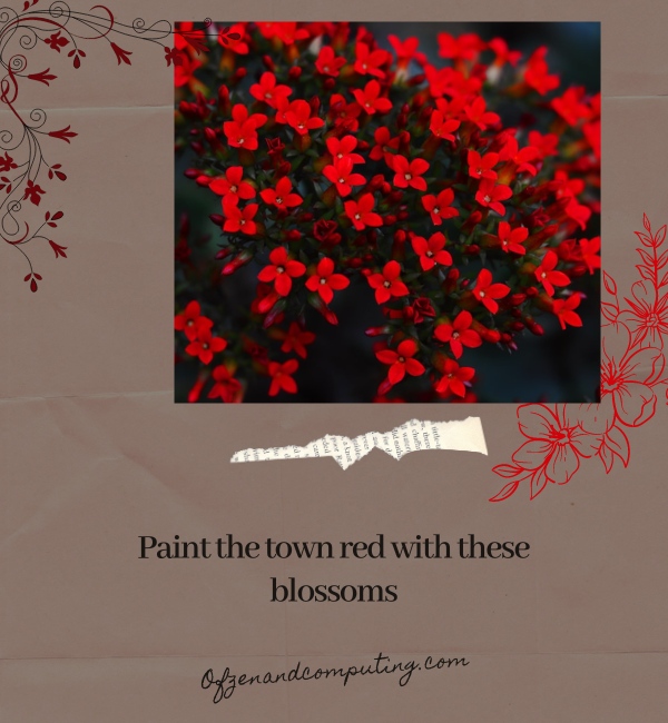 Red Flower Captions For Instagram (2025)