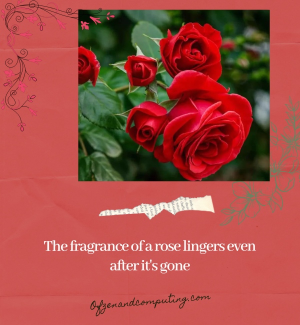 Rose Flower Captions For Instagram (2025)