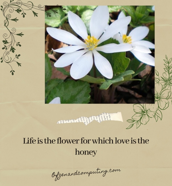 Short Flower Captions For Instagram (2025)