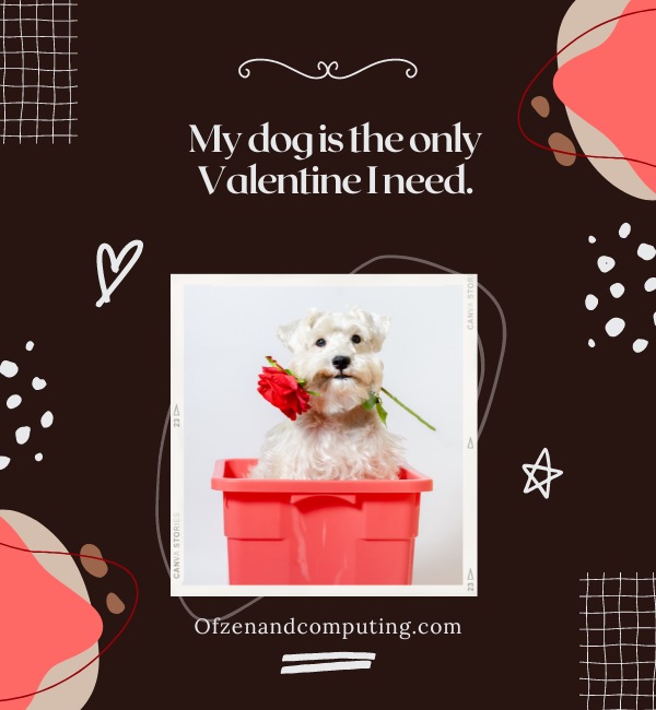 Valentines Day Dog Captions For Instagram (2025)