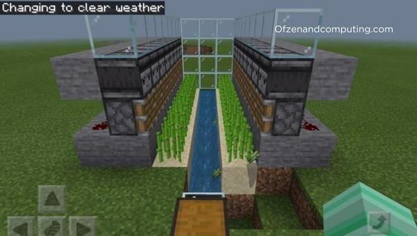 Sugar Cane Farm